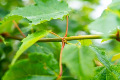 Acer saccharinum mehrstämmig 200-250