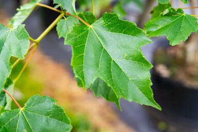 Acer saccharinum mehrstämmig 200-250