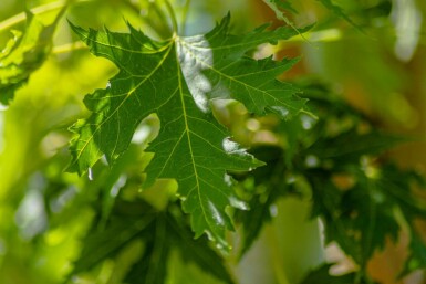 Acer saccharinum 'Laciniatum Wieri'