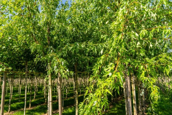 Acer saccharinum 'Laciniatum Wieri'