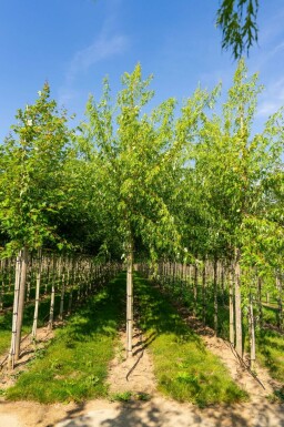 Acer saccharinum 'Laciniatum Wieri' hochstamm