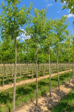 Acer saccharinum 'Laciniatum Wieri' hochstamm