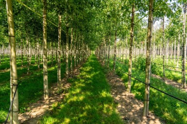 Acer saccharinum 'Laciniatum Wieri' hochstamm 10/12