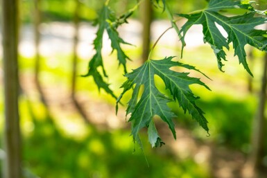 Acer saccharinum 'Laciniatum Wieri' hochstamm 10/12