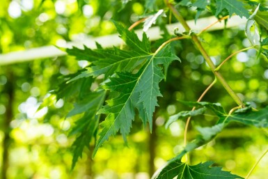 Acer saccharinum 'Laciniatum Wieri' hochstamm 10/12