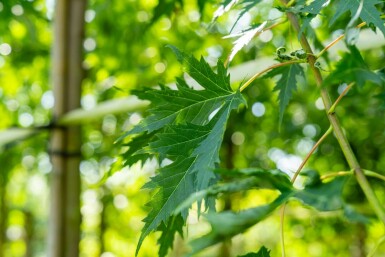 Acer saccharinum 'Laciniatum Wieri' hochstamm 10/12