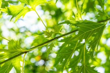 Acer saccharinum 'Laciniatum Wieri' hochstamm 10/12