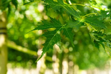 Acer saccharinum 'Laciniatum Wieri' hochstamm 10/12