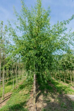 Acer saccharum hochstamm 10/12