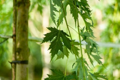 Acer saccharum hochstamm