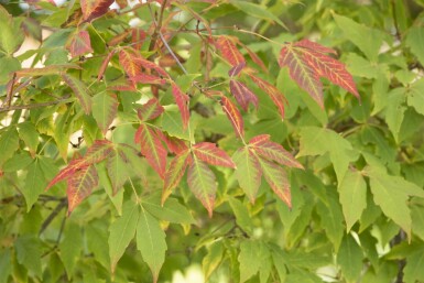 Acer saccharum mehrstämmig