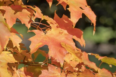 Acer saccharum mehrstämmig