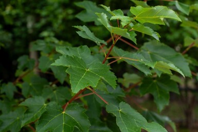 Acer tataricum