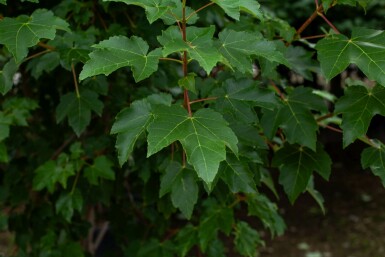 Acer tataricum hochstamm