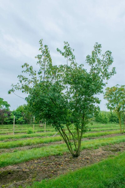 Acer tataricum subsp. ginnala mehrstämmig 200-250