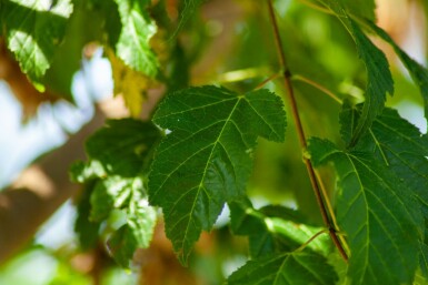 Acer tataricum subsp. ginnala mehrstämmig