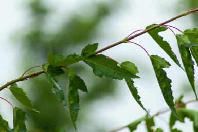 Acer tataricum subsp. ginnala mehrstämmig 200-250