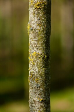 Acer tataricum subsp. ginnala mehrstämmig 200-250