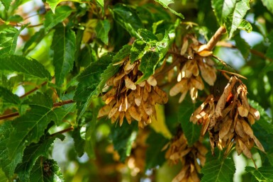 Acer tataricum subsp. ginnala mehrstämmig 200-250