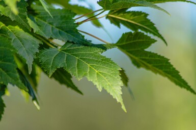 Acer tataricum subsp. ginnala mehrstämmig 200-250