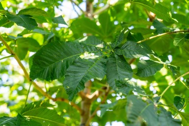 Aesculus x carnea 'Briotii'