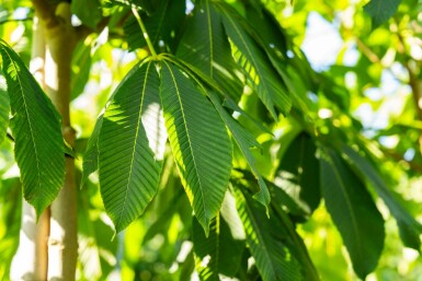 Aesculus flava