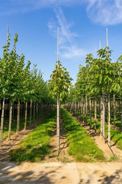 Aesculus flava hochstamm 10/12