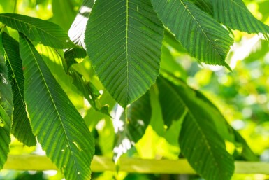 Aesculus flava hochstamm