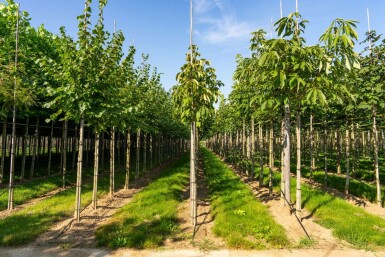 Aesculus flava hochstamm 10/12