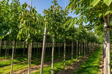 Aesculus flava hochstamm 10/12