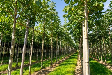 Aesculus flava 'Vestita'