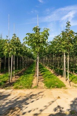 Aesculus flava 'Vestita' hochstamm 10/12