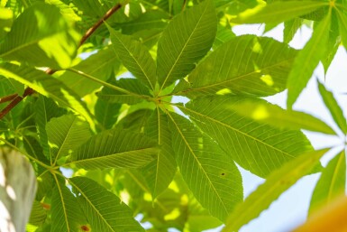 Aesculus flava 'Vestita' hochstamm