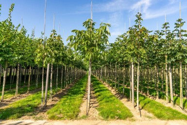 Aesculus flava 'Vestita' hochstamm 10/12