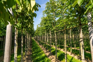 Aesculus flava 'Vestita' hochstamm 10/12