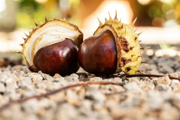 Aesculus hippocastanum