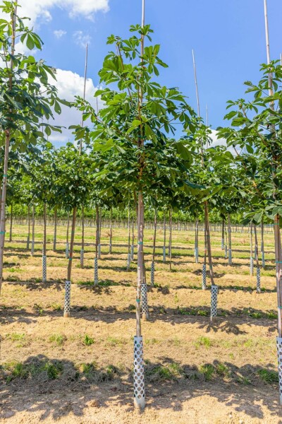 Aesculus hippocastanum hochstamm 6/8