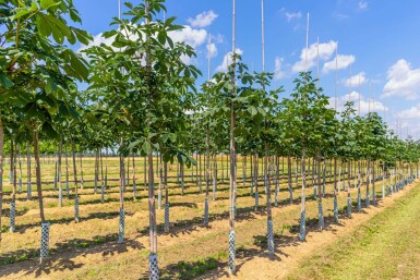 Aesculus hippocastanum hochstamm