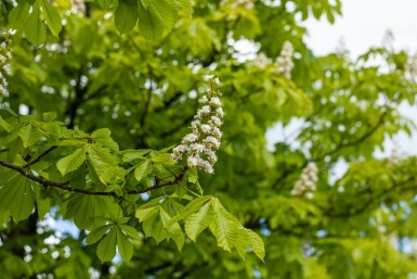 Aesculus hippocastanum hochstamm 6/8