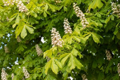 Aesculus hippocastanum hochstamm 6/8