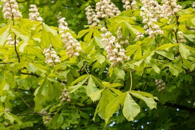 Aesculus hippocastanum hochstamm 6/8