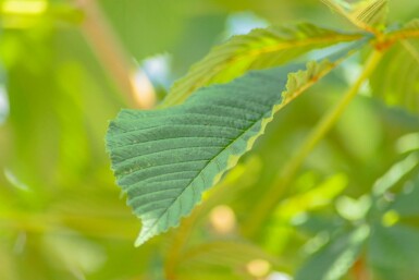 Aesculus hippocastanum hochstamm 6/8