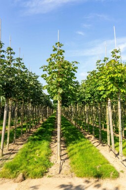 Aesculus hippocastanum 'Baumannii' hochstamm 10/12