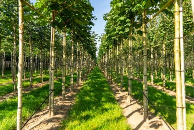 Aesculus hippocastanum 'Baumannii' hochstamm 10/12