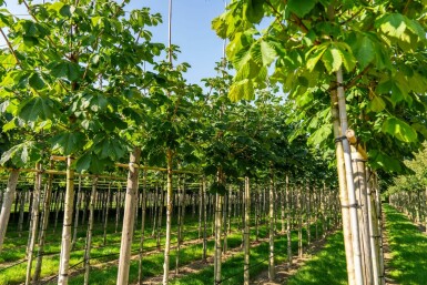 Aesculus hippocastanum 'Baumannii' hochstamm 10/12