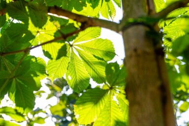 Aesculus hippocastanum 'Baumannii' hochstamm 10/12