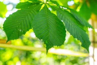 Aesculus hippocastanum 'Baumannii' hochstamm 10/12