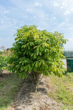 Aesculus pavia