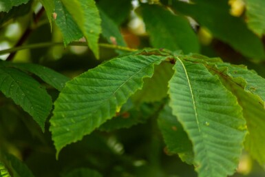 Aesculus pavia