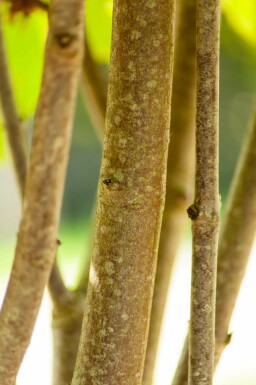 Aesculus pavia hochstamm